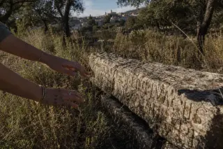 View of weathered Roman stone inscribed with faded letters beside wild Mediterranean herbs, hands gently brushing the plants, early morning light and oak trees, village in distance.