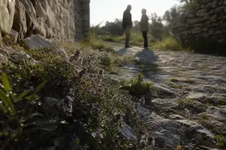 Child's perspective close to blooming thyme and stone path at dawn in a Gard village, with stone walls, olive grove, and couple in soft focus ahead.
